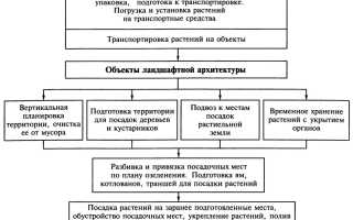 Правила выбора и схема посадки насаждений