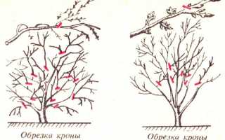 Схема обрезки черешни после сбора урожая