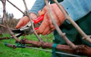 Схема обрезки винограда весной
