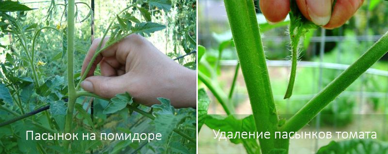 Схема пасынкования различных сортов томатов