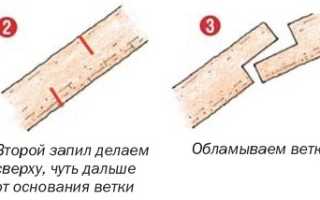 Схема спиливания толстых веток в саду