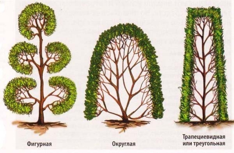 Схемы фигурной стрижки