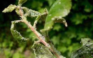 Тля мелкий но грозный враг садов и огородов