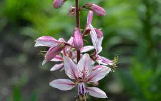 Ясенец в саду