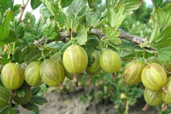 Крыжовник родник описание сорта фото отзывы