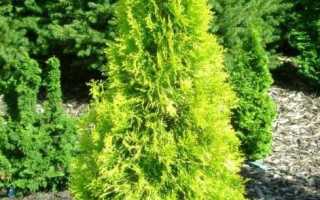 Чем отличается туя западная смарагд вариегата smaragd variegata