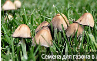 Появились грибы на газоне весной
