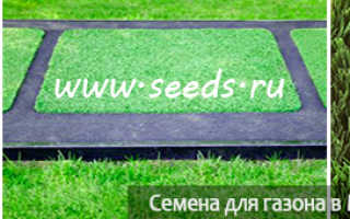 Проплешина на газоне после зимы