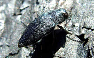 Синяя сосновая златка phaenops cyanea