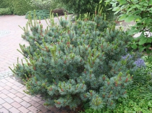 Сосна кедровая стланиковая кедровый стланик pinus pumila