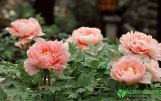 Советы по выращиванию древовидных пионов