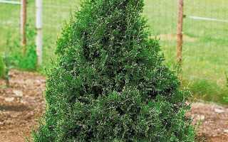 Туя складчатая или гигантская thuja plicata t gigantea