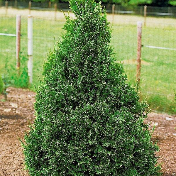 Туя складчатая или гигантская thuja plicata t gigantea