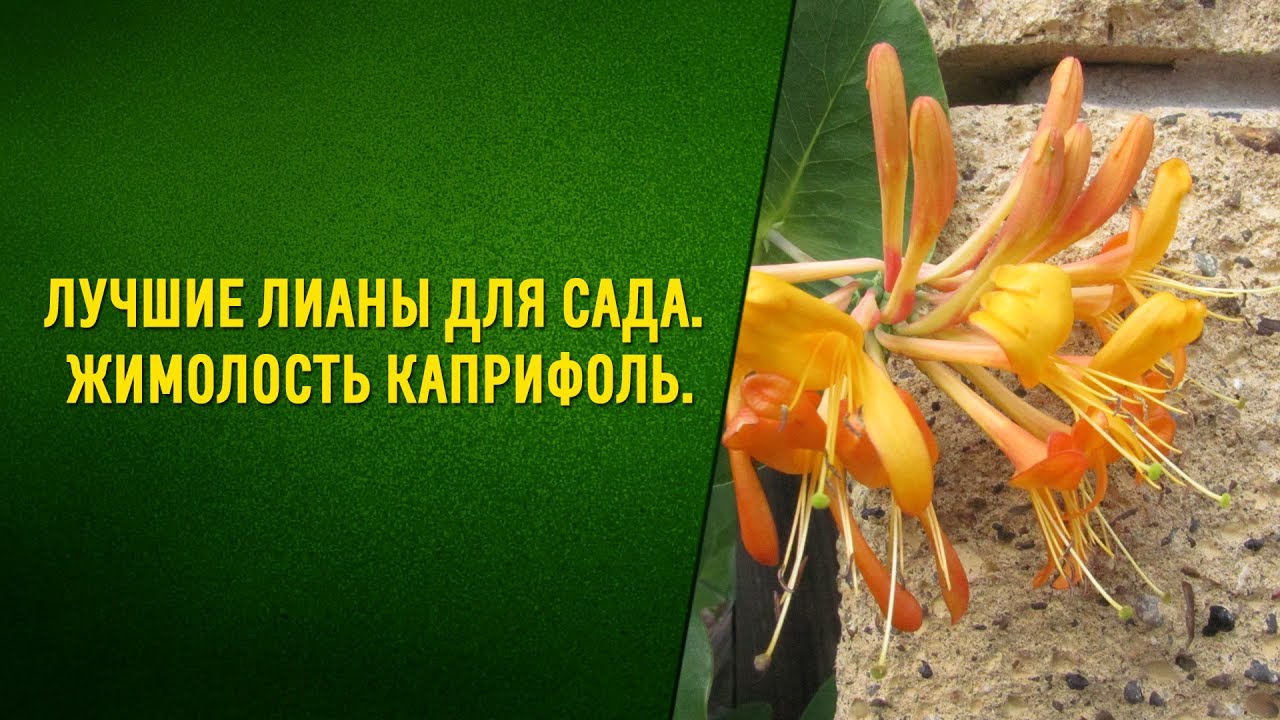 Уход за жимолостью каприфоль осенью подготовка к зиме