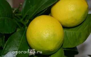 Лимонное дерево уход в домашних условиях