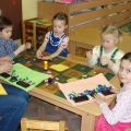 Светолюбивые и теневыносливые растения
