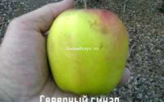 Яблоня синап северный описание сорта фото отзывы
