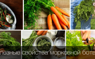 Чем полезна ботва моркови