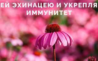 Чем полезна эхинацея