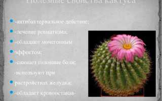Чем полезны кактусы
