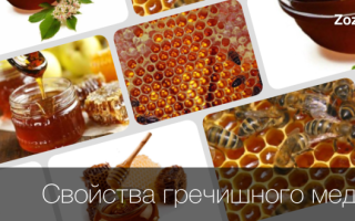 Гречневый мед полезные свойства