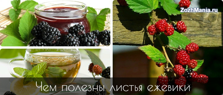 Листья ежевики полезные свойства