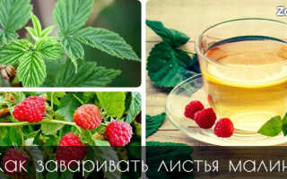 Малиновые листья полезные свойства