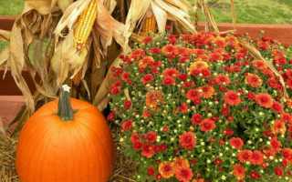 Подготовка сада к зиме
