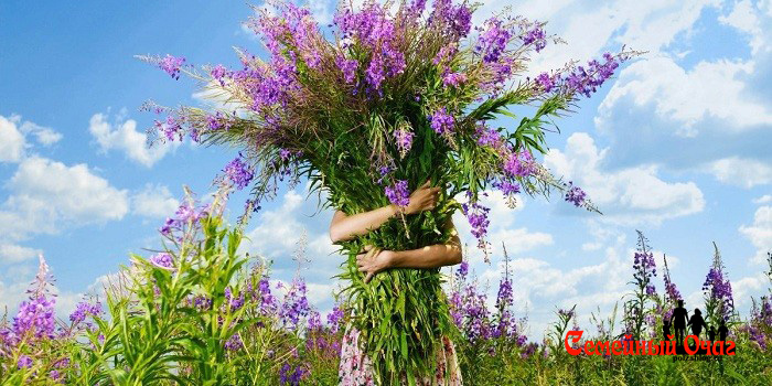 Заготовка иван чая в домашних условиях