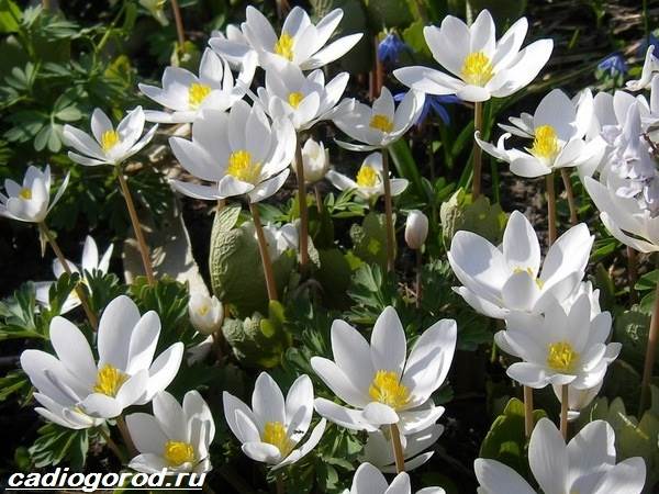 Использование сангвинарии в ландшафтном дизайне