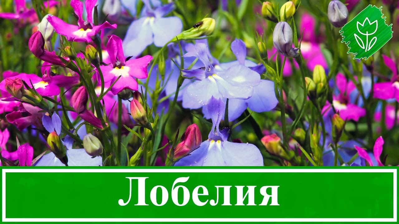 Цветок лобелия фото