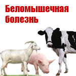Беломышечная болезнь телят симптомы