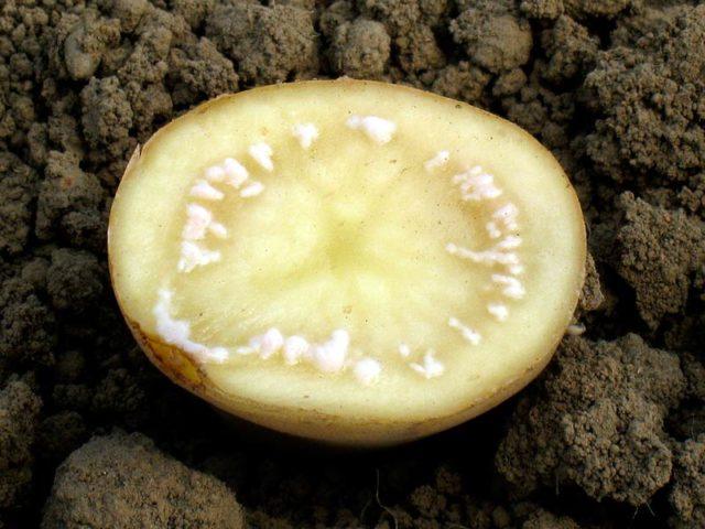 Болезнь картофеля в картинках