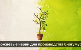 Черви для биогумуса