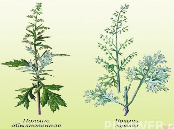 Как лечиться полынью
