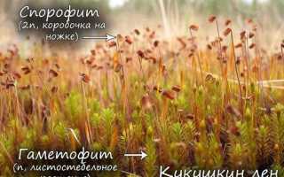 Строение моховидных растений