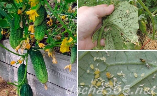 Тля на огурцах как бороться