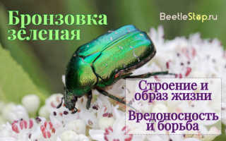 Зеленый жук название