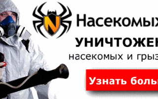 Жук знахарь что лечит