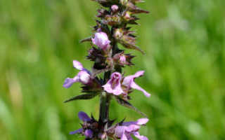 Чистец болотный stachys palustris l