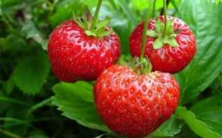 Полив клубники осенью