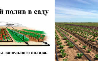 Преимущества микрокапельного полива растений