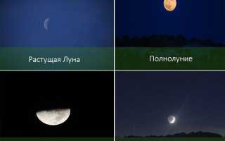 Уход за комнатными цветами полив подкормка по лунному календарю